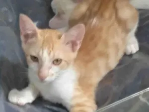 Gato raça SRD-ViraLata idade 2 a 6 meses nome Pup