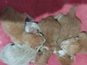 Gato raça SRD-ViraLata idade Abaixo de 2 meses nome Não tenho nome ainda