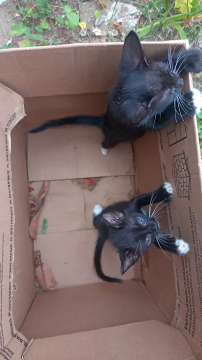 Gato raça SRD-ViraLata idade 2 a 6 meses nome Sem