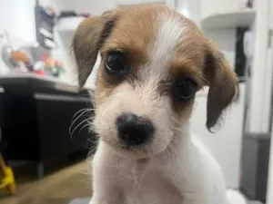 Cachorro raça SRD-ViraLata idade Abaixo de 2 meses nome Scooby