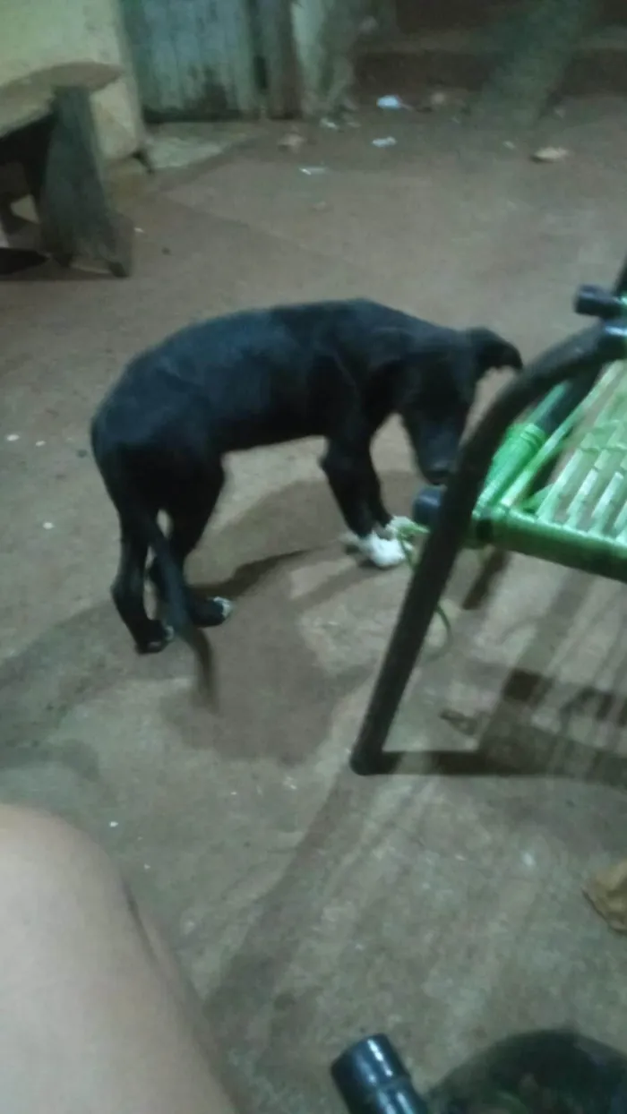 Cachorro ra a SRD-ViraLata idade 2 a 6 meses nome Espaik 