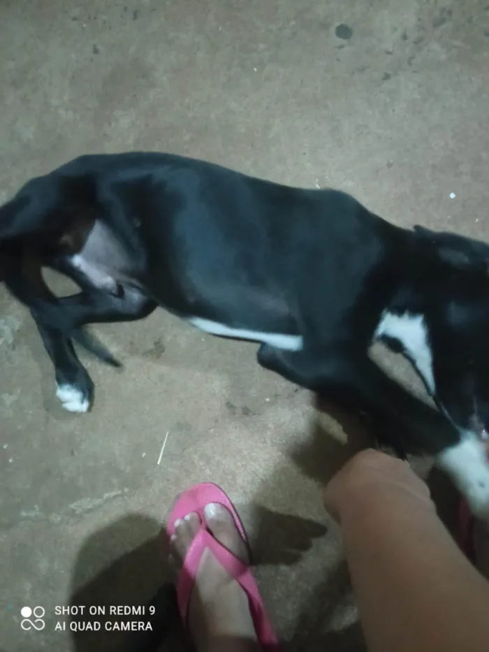 Cachorro ra a SRD-ViraLata idade 2 a 6 meses nome Espaik 