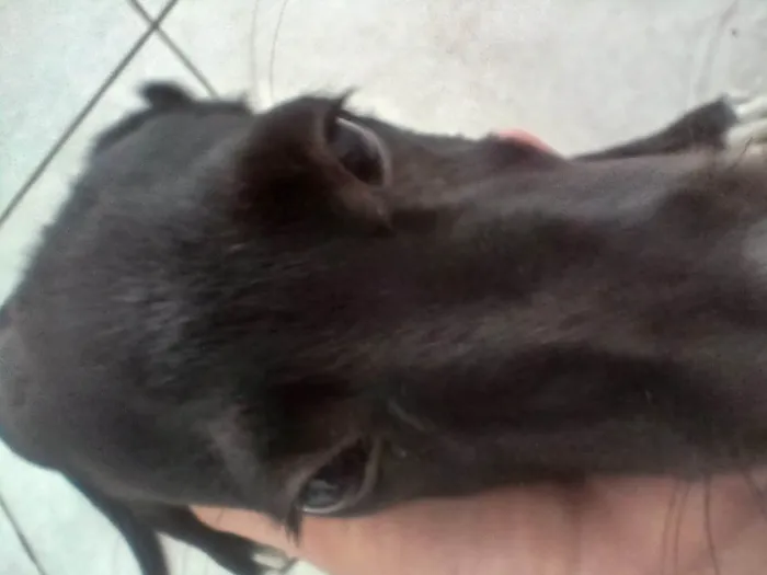 Cachorro ra a SRD-ViraLata idade 2 a 6 meses nome Espaik 