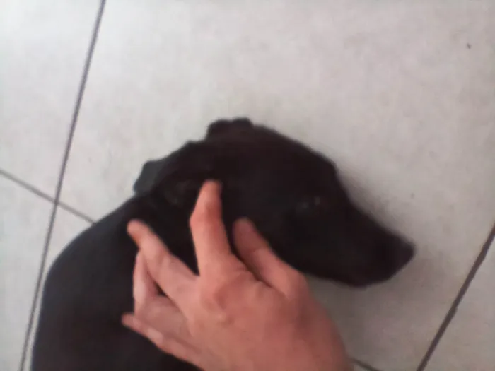 Cachorro ra a SRD-ViraLata idade 2 a 6 meses nome Espaik 