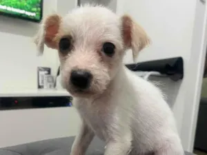 Cachorro raça SRD-ViraLata idade Abaixo de 2 meses nome Panda