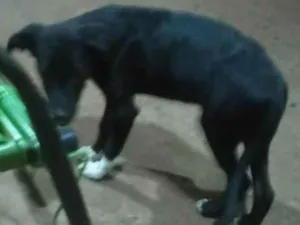 Cachorro raça SRD-ViraLata idade 2 a 6 meses nome Espaik 