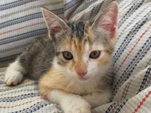 Gato raça SRD-ViraLata idade Abaixo de 2 meses nome Jennifer Vitoria