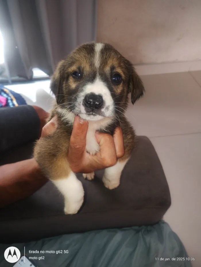 Cachorro ra a SRD-ViraLata idade 2 a 6 meses nome Sem nome 