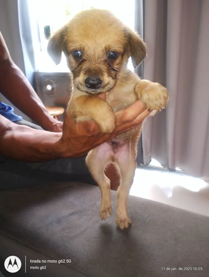 Cachorro ra a SRD-ViraLata idade 2 a 6 meses nome Sem nome 