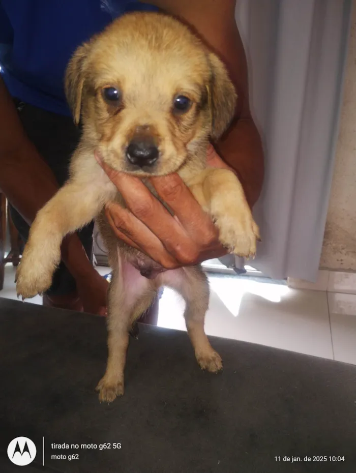 Cachorro ra a SRD-ViraLata idade 2 a 6 meses nome Sem nome 