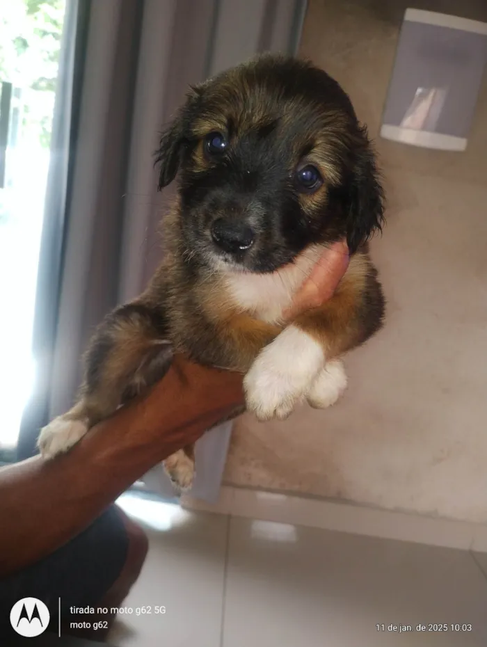 Cachorro ra a SRD-ViraLata idade 2 a 6 meses nome Sem nome 