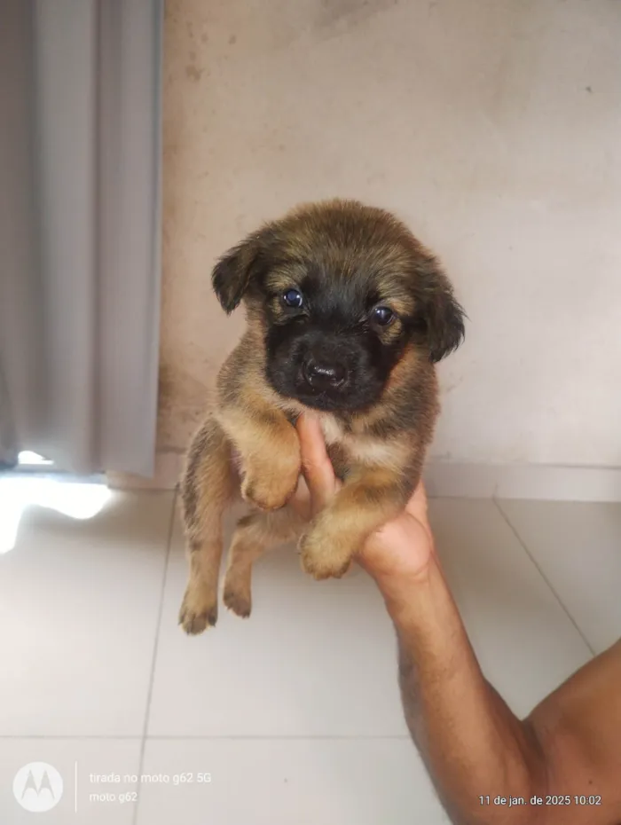 Cachorro ra a SRD-ViraLata idade 2 a 6 meses nome Sem nome 