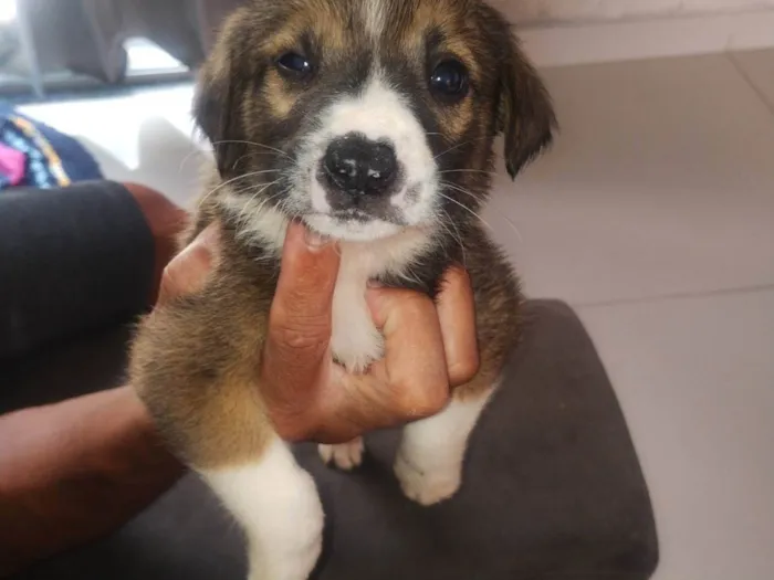 Cachorro ra a SRD-ViraLata idade 2 a 6 meses nome Sem nome 