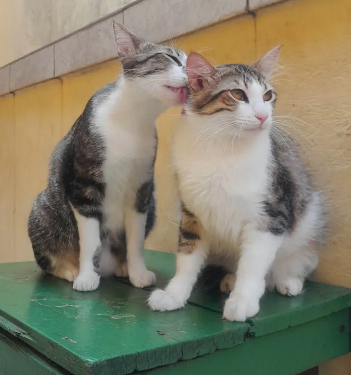 Gato ra a SRD-ViraLata idade 1 ano nome Henrique Batatinha e Potêto