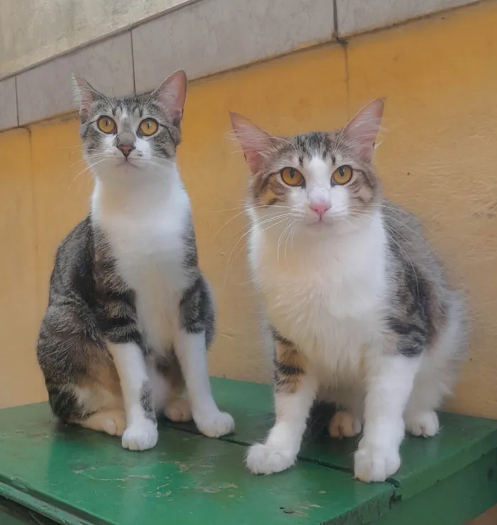 Gato ra a SRD-ViraLata idade 1 ano nome Henrique Batatinha e Potêto