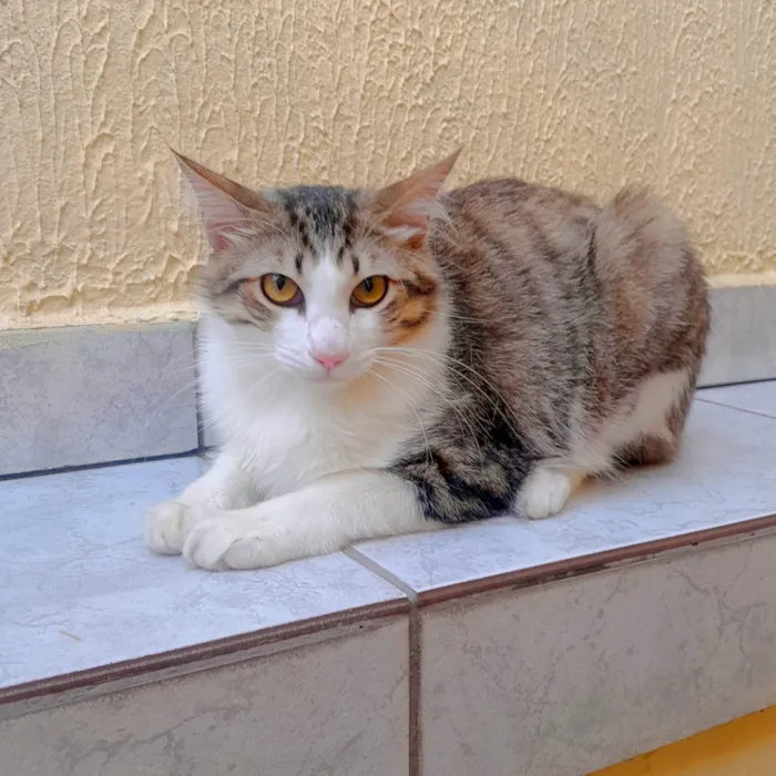 Gato ra a SRD-ViraLata idade 1 ano nome Henrique Batatinha e Potêto