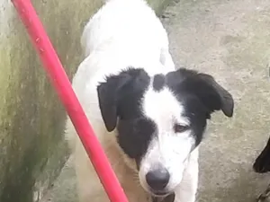 Cachorro raça SRD-ViraLata idade 2 anos nome Max