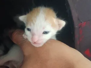 Gato raça SRD-ViraLata idade Abaixo de 2 meses nome Gatinhos 