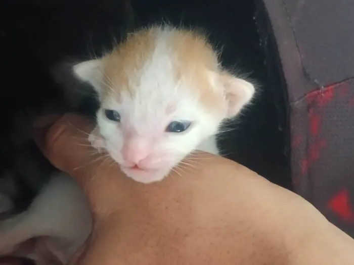 Gato ra a SRD-ViraLata idade Abaixo de 2 meses nome Gatinhos 