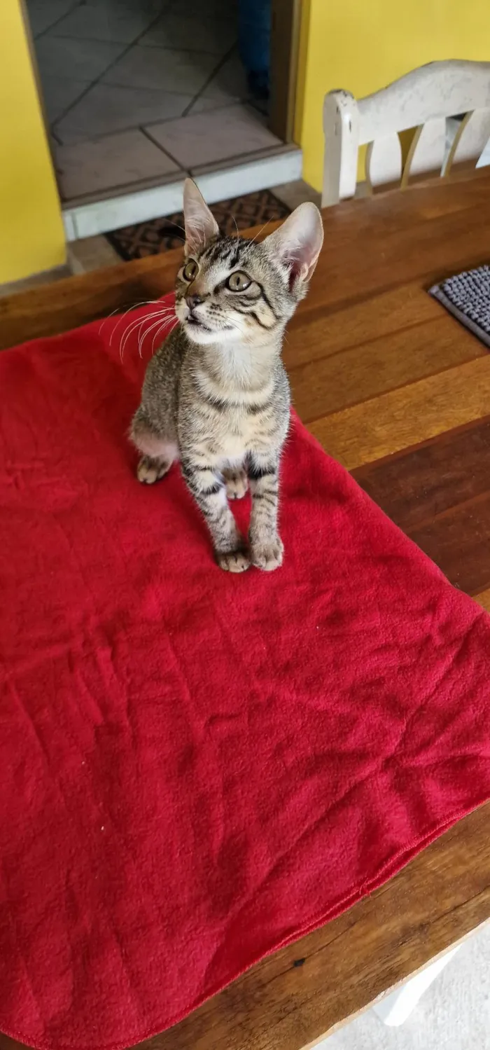 Gato ra a SRD-ViraLata idade Abaixo de 2 meses nome Belinha