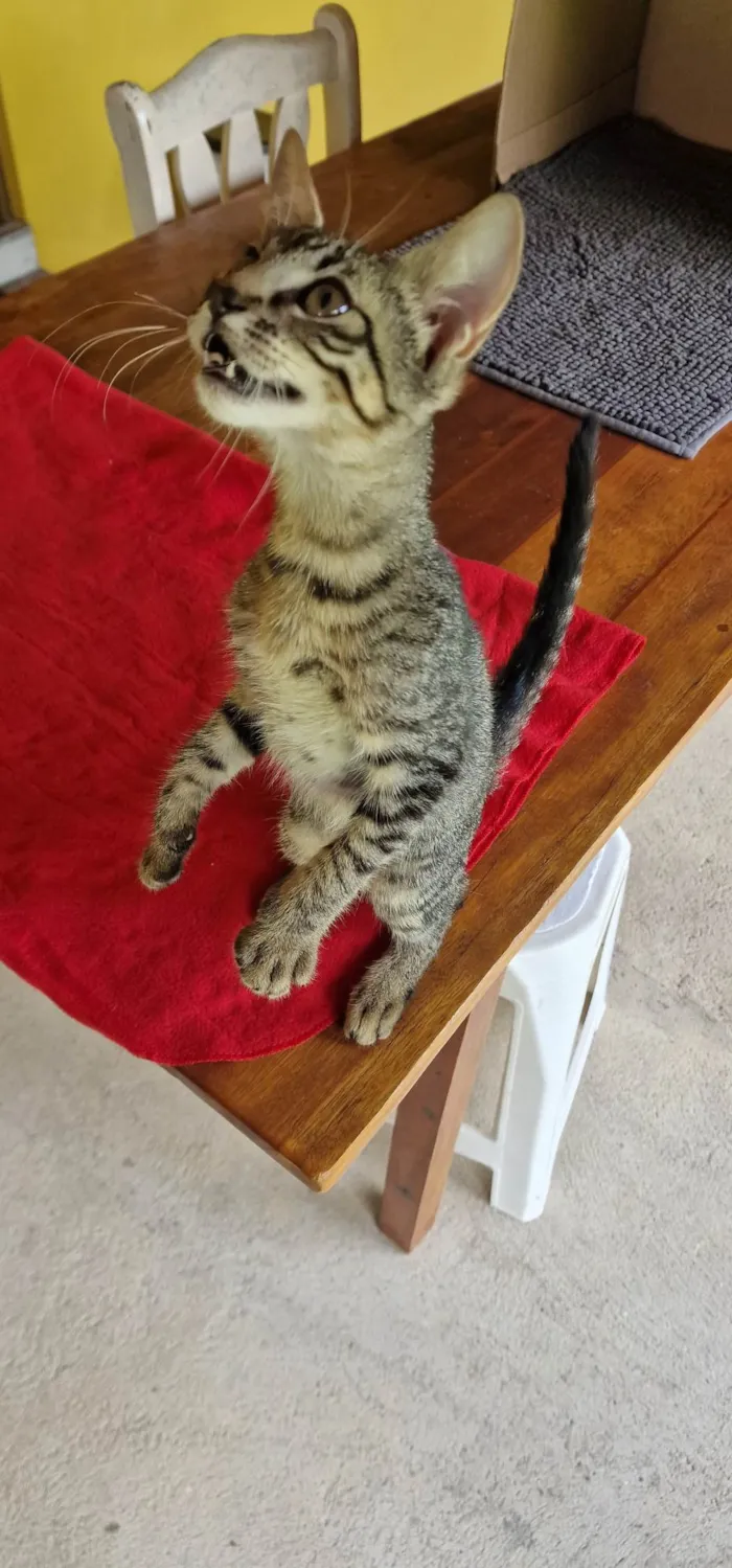 Gato ra a SRD-ViraLata idade Abaixo de 2 meses nome Belinha