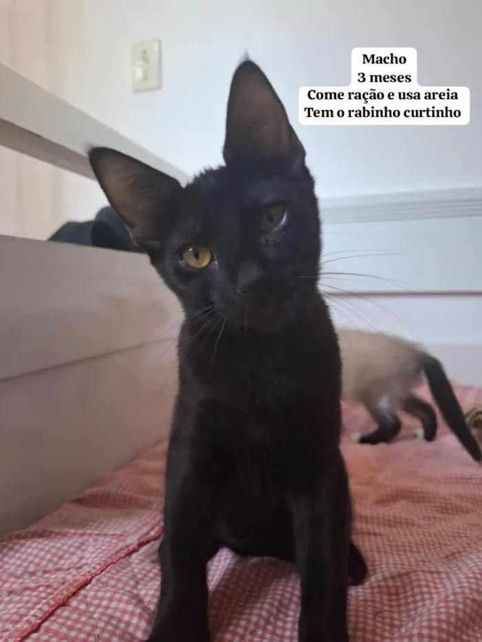 Gato ra a SRD-ViraLata idade 2 a 6 meses nome Sem nome