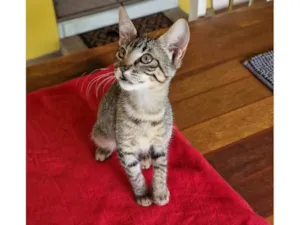 Gato raça SRD-ViraLata idade Abaixo de 2 meses nome Belinha