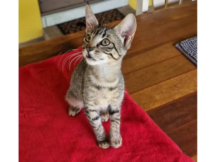 Gato ra a SRD-ViraLata idade Abaixo de 2 meses nome Belinha