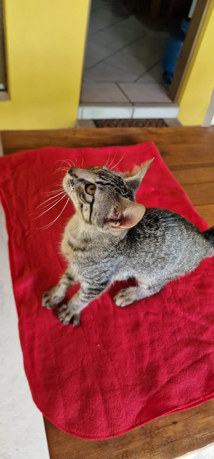 Gato ra a SRD-ViraLata idade Abaixo de 2 meses nome Belinha