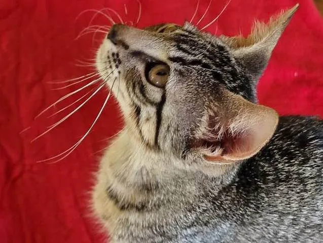 Gato ra a SRD-ViraLata idade Abaixo de 2 meses nome Belinha