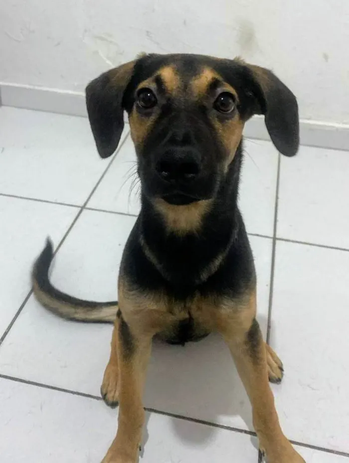 Cachorro ra a SRD-ViraLata idade 7 a 11 meses nome Romeu 