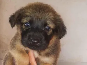 Cachorro raça SRD-ViraLata idade 2 a 6 meses nome Sem nome 