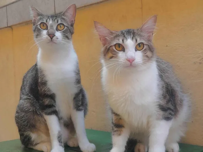 Gato ra a SRD-ViraLata idade 1 ano nome Henrique Batatinha e Potêto