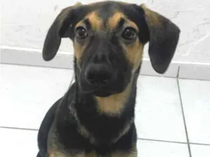 Cachorro raça SRD-ViraLata idade 7 a 11 meses nome Romeu 