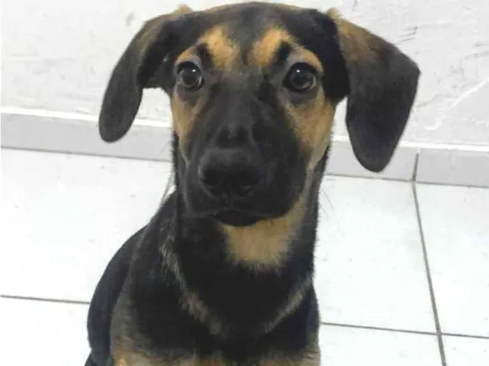 Cachorro ra a SRD-ViraLata idade 7 a 11 meses nome Romeu 