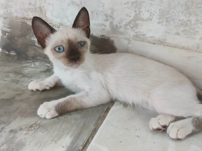 Gato ra a SRD-ViraLata idade Abaixo de 2 meses nome sem nome