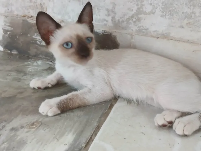 Gato ra a SRD-ViraLata idade Abaixo de 2 meses nome sem nome