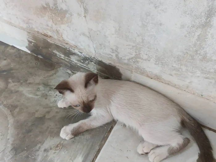 Gato ra a SRD-ViraLata idade Abaixo de 2 meses nome sem nome