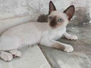 Gato raça SRD-ViraLata idade Abaixo de 2 meses nome sem nome