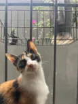 Dorinha