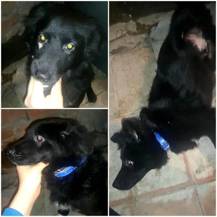 Cachorro ra a SRD-ViraLata idade 1 ano nome Yoshi