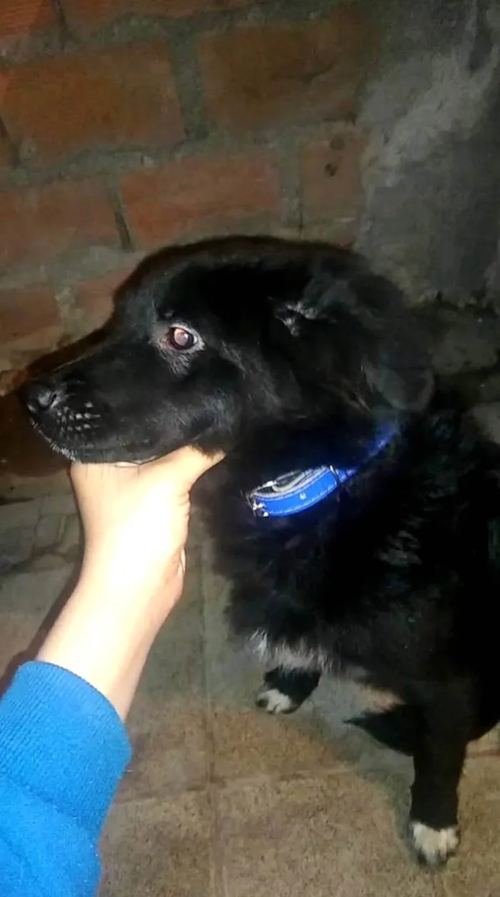 Cachorro ra a SRD-ViraLata idade 1 ano nome Yoshi