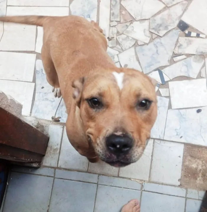 Cachorro ra a Pit-Bull idade 1 ano nome Kira