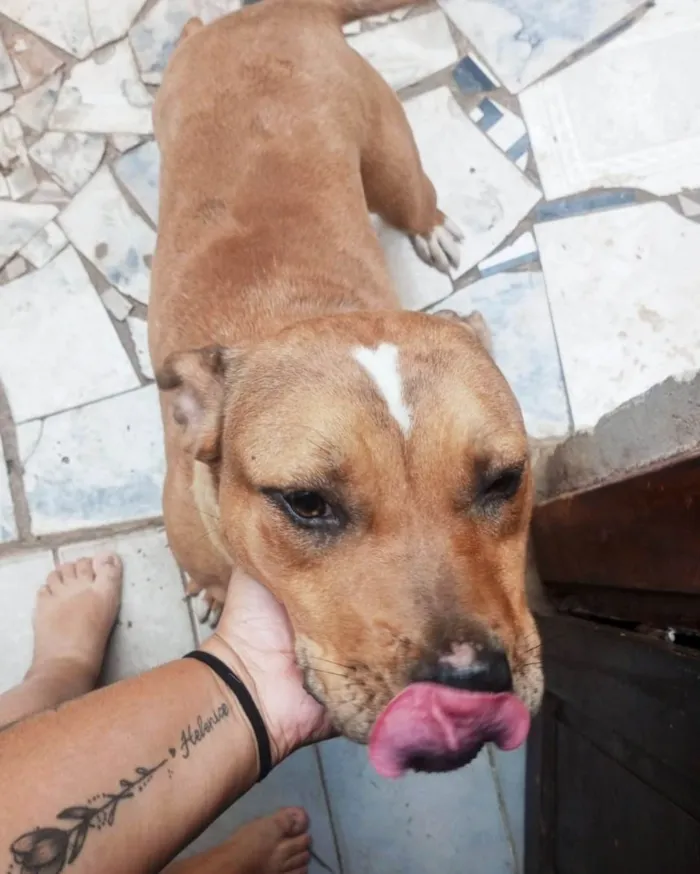 Cachorro ra a Pit-Bull idade 1 ano nome Kira