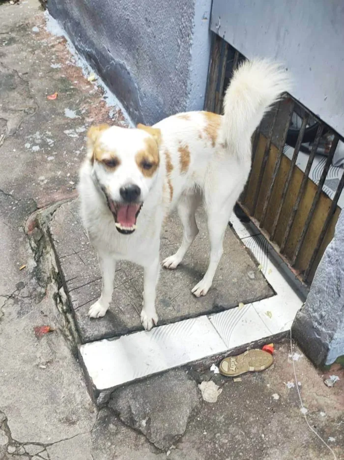 Cachorro ra a SRD-ViraLata idade 5 anos nome Yuki