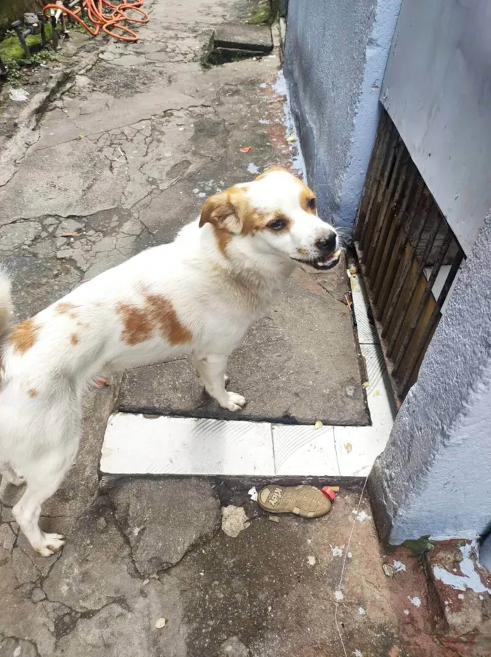 Cachorro ra a SRD-ViraLata idade 5 anos nome Yuki