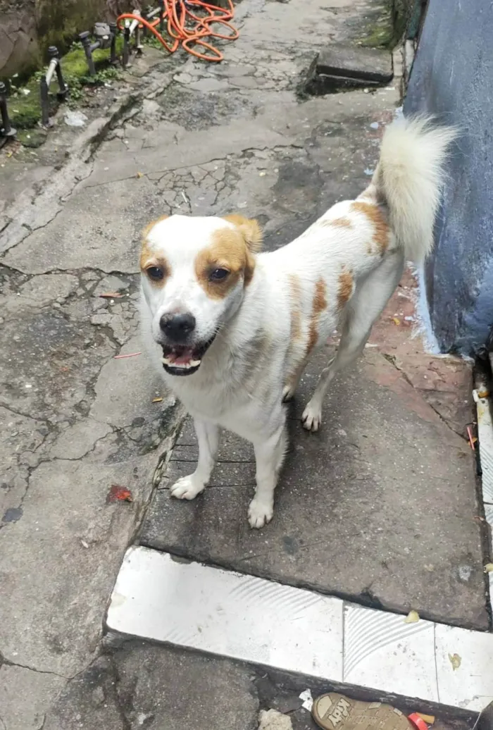 Cachorro ra a SRD-ViraLata idade 5 anos nome Yuki