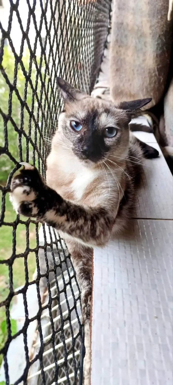 Gato ra a SRD-ViraLata idade 3 anos nome Mary