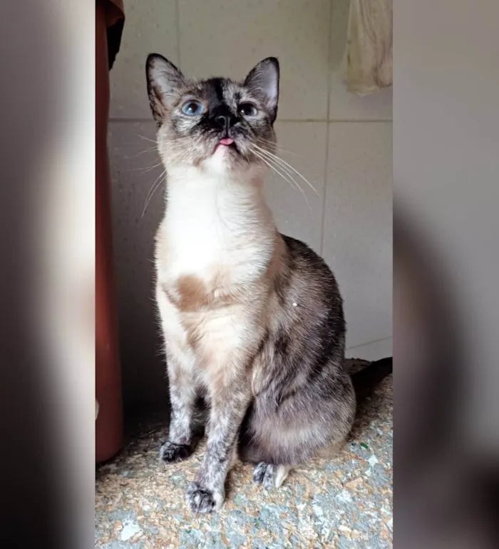 Gato ra a SRD-ViraLata idade 3 anos nome Cris