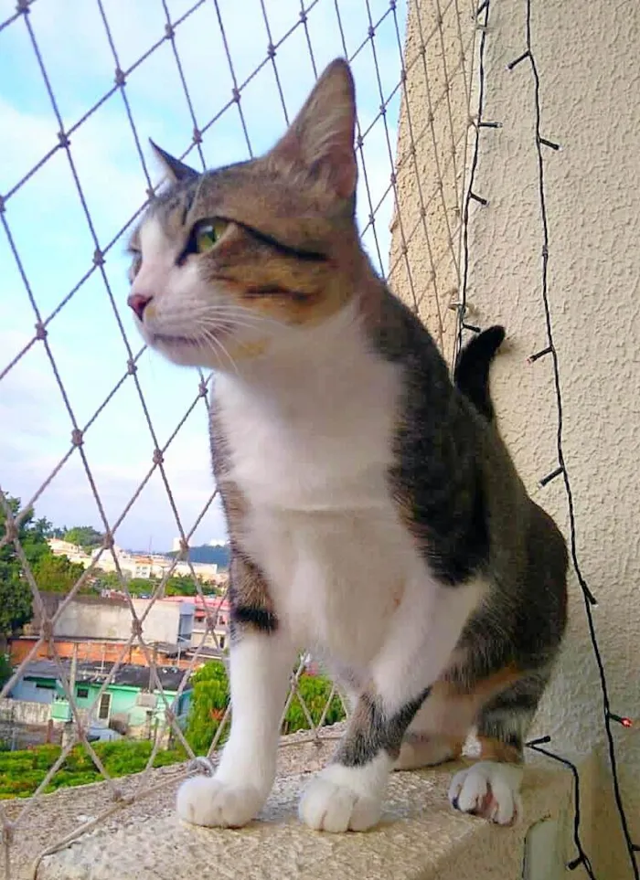 Gato ra a SRD-ViraLata idade 1 ano nome Tom